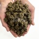 NuVena Green Fields Pellets - trawokulki - produkt po namoczeniu