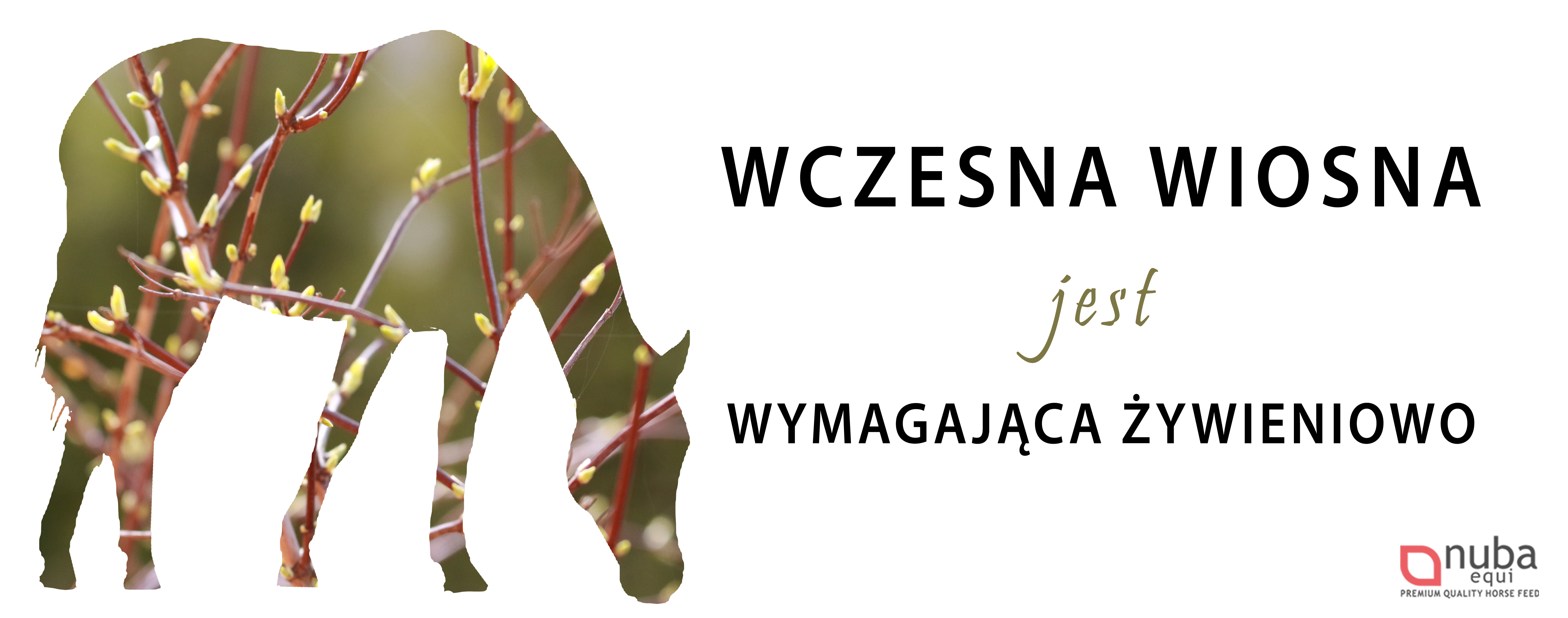 żywienie koni wiosną